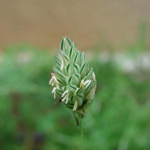 Phalaris canariensis L. (Alpiste)