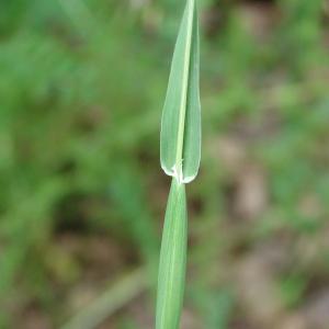 Photographie n°191578 du taxon Phalaris canariensis L. [1753]