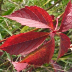 Photographie n°191582 du taxon Parthenocissus quinquefolia (L.) Planch. [1887]