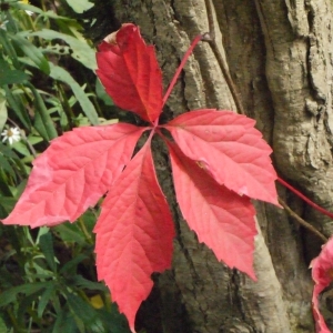 Photographie n°191584 du taxon Parthenocissus quinquefolia (L.) Planch. [1887]