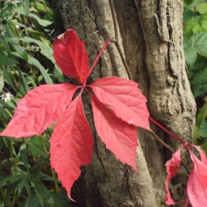 Photographie n°191585 du taxon Parthenocissus quinquefolia (L.) Planch. [1887]