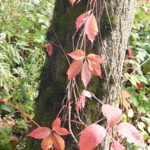 Photographie n°191587 du taxon Parthenocissus quinquefolia (L.) Planch. [1887]