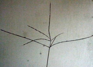 Liliane Roubaudi, le 13 octobre 2013 (Rochetaillée-sur-Saône (rive gauche))