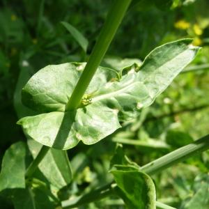 Photographie n°191603 du taxon Brassica rapa var. campestris (L.) W.D.J.Koch [1844]