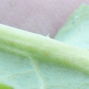  - Brassica rapa var. campestris (L.) W.D.J.Koch [1844]