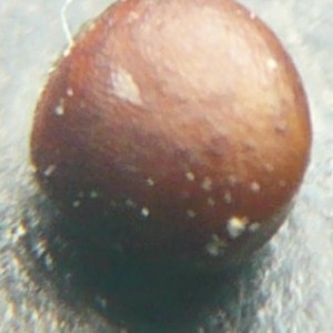  - Brassica rapa var. campestris (L.) W.D.J.Koch [1844]