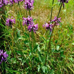 Photographie n°191615 du taxon Stachys officinalis (L.) Trévis. [1842]