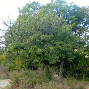 Photographie n°191649 du taxon Pyrus spinosa Forssk. [1775]