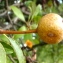  Genevieve Botti - Pyrus spinosa Forssk. [1775]