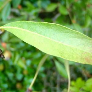 Photographie n°191657 du taxon Pyrus spinosa Forssk. [1775]