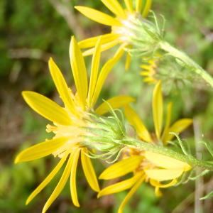 Photographie n°191660 du taxon Senecio erucifolius L. [1755]