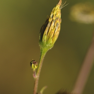Bidens bipinnata L. (Bident à feuilles bipennées)