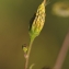  Daniel K - Bidens bipinnata L. [1753]