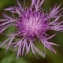  Daniel K - Centaurea jacea L. [1753]