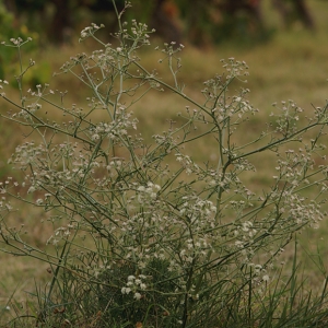 Photographie n°191676 du taxon Seseli tortuosum L. [1753]