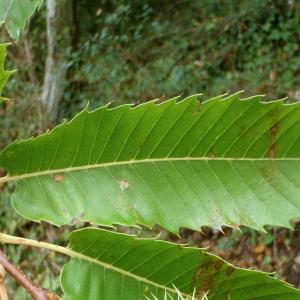 Photographie n°191687 du taxon Castanea sativa Mill. [1768]