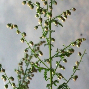 Photographie n°191700 du taxon Ambrosia artemisiifolia L. [1753]