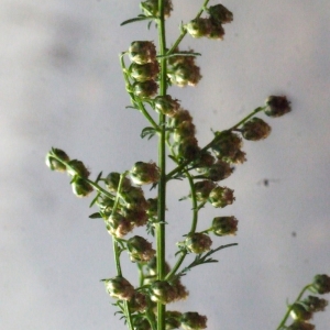 Photographie n°191701 du taxon Ambrosia artemisiifolia L. [1753]