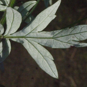 Photographie n°191707 du taxon Artemisia vulgaris L. [1753]