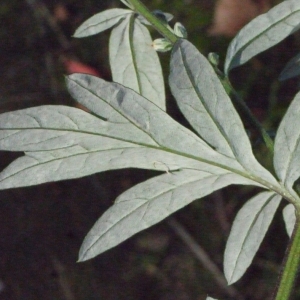 Photographie n°191708 du taxon Artemisia vulgaris L. [1753]