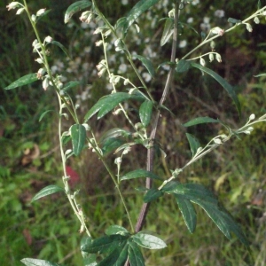  - Artemisia vulgaris L. [1753]