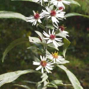 Photographie n°191714 du taxon Aster x salignus Willd. [1803]