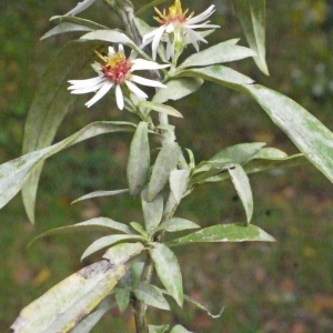 Photographie n°191721 du taxon Aster x salignus Willd. [1803]