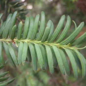 Photographie n°191726 du taxon Taxus baccata L. [1753]