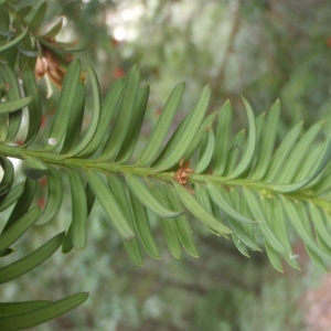 Photographie n°191727 du taxon Taxus baccata L. [1753]