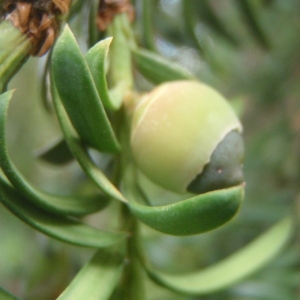 Photographie n°191728 du taxon Taxus baccata L. [1753]