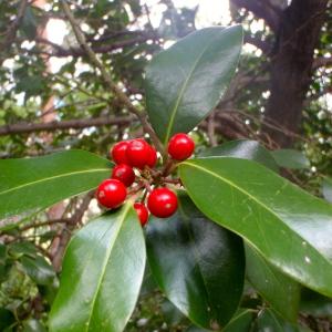 Photographie n°191729 du taxon Ilex aquifolium L. [1753]