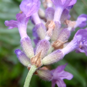 Photographie n°191730 du taxon Lavandula angustifolia Mill. [1768]