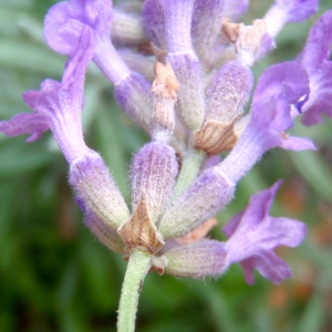 Photographie n°191731 du taxon Lavandula angustifolia Mill. [1768]
