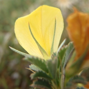 Ononis pusilla L. (Bugrane fluette)