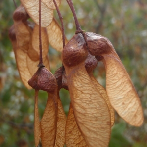 Photographie n°191756 du taxon Acer monspessulanum L. [1753]