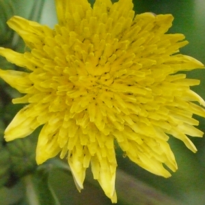 Sonchus oleraceus var. asper L. (Laiteron épineux)