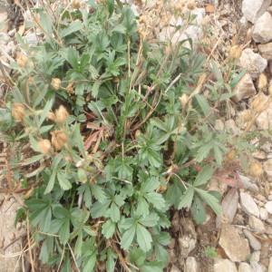 Photographie n°191768 du taxon Potentilla L.