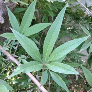 Photographie n°191783 du taxon Vitex agnus-castus L. [1753]