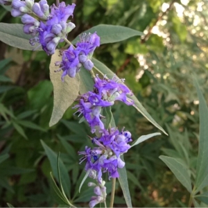 Photographie n°191784 du taxon Vitex agnus-castus L. [1753]
