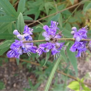Photographie n°191785 du taxon Vitex agnus-castus L. [1753]