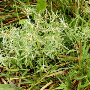 Photographie n°191788 du taxon Gnaphalium uliginosum L. [1753]