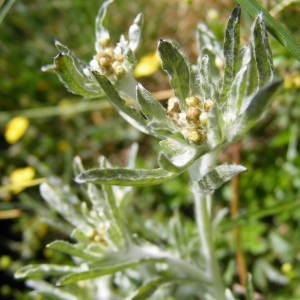 Photographie n°191789 du taxon Gnaphalium uliginosum L. [1753]