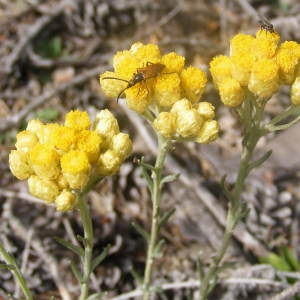 Photographie n°191790 du taxon Helichrysum stoechas (L.) Moench [1794]