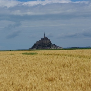 Triticum aestivum L. [1753] [nn69671] par Gisèle Arliguie le 09/07/2011 - Le Mont-Saint-Michel