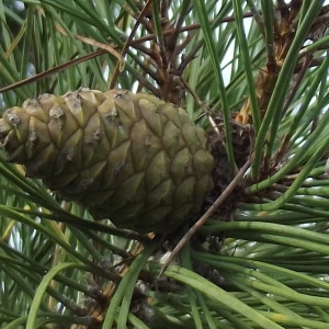 Pinus nigra subsp. laricio Maire var. laricio