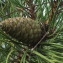  Jean-Claude Echardour - Pinus nigra var. laricio 