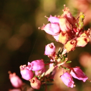 Photographie n°191813 du taxon Erica cinerea L. [1753]