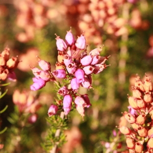 Photographie n°191815 du taxon Erica cinerea L. [1753]