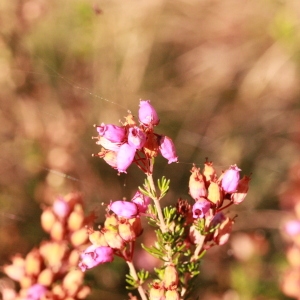 Photographie n°191816 du taxon Erica cinerea L. [1753]