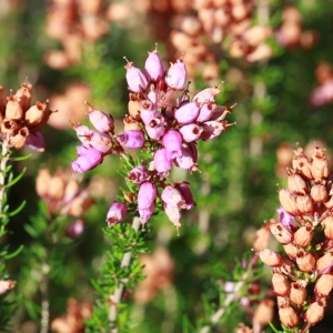 Photographie n°191817 du taxon Erica cinerea L. [1753]